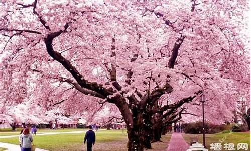 顾村公园樱花节旅游攻略,顾村公园樱花开放