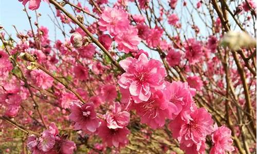 石马桃花公园骑行,石马桃花公园骑行多少公里