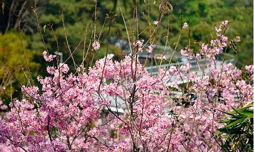 厦门狐尾山樱花谷门票要钱吗,狐尾山公园樱