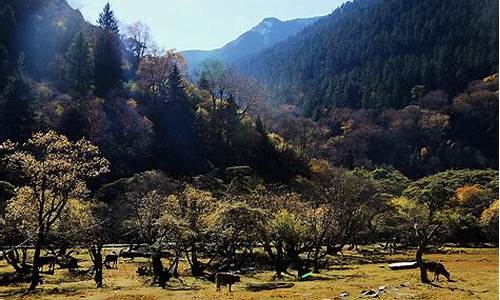 夹金山森林公园天气预报,夹金山森林公园