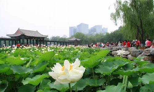 北京莲花池公园门票多少钱,北京莲花池公园游览线路