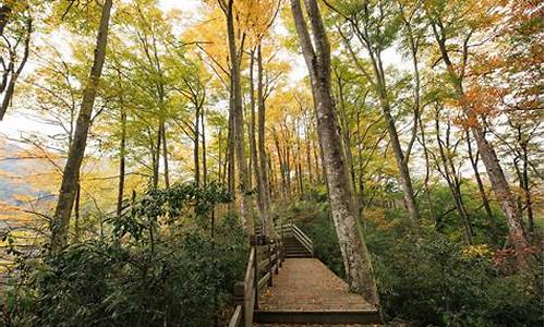 光雾山景区景点_光雾山旅游攻略自驾游路线