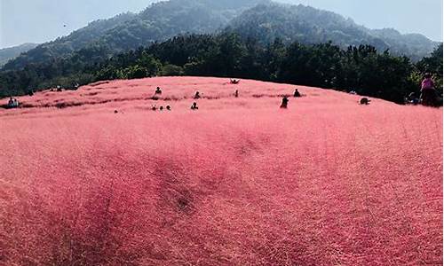 红花山公园粉黛乱子草_红花山公园百科