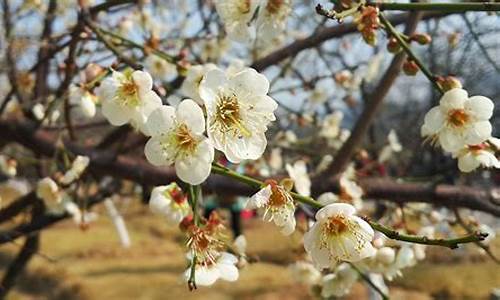 2021广州香雪公园梅花开了吗_广州萝岗香雪公园梅花节