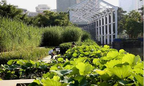 中山岐江公园生态修复_中山岐江公园植物配置