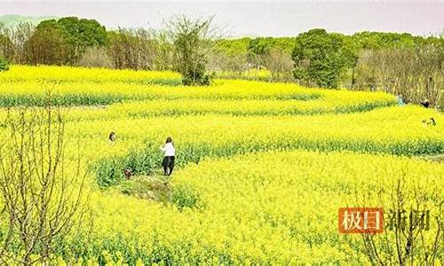 三防作文600_武汉森林公园油菜花在哪