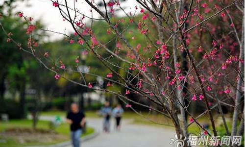 福州闽江公园樱花,义乌章锡军介绍